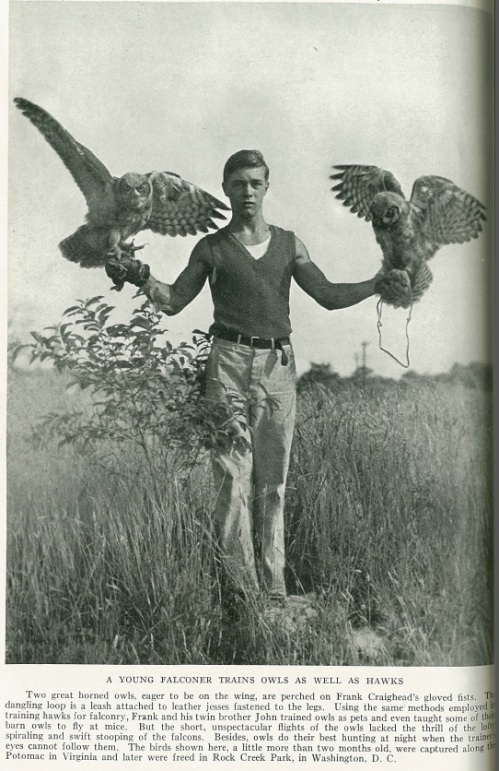 AwBoP - Frank with owls